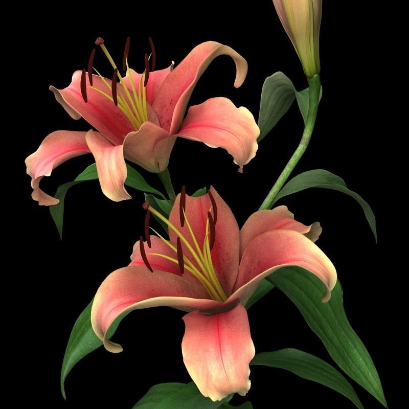 lily pink 3D model_2