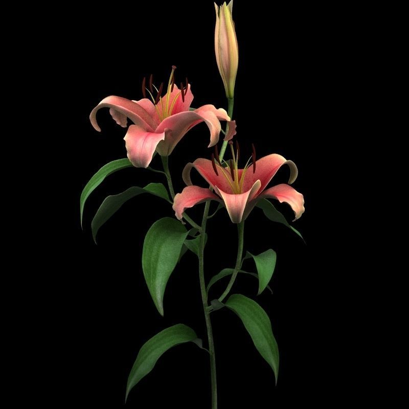 lily pink 3D model_6