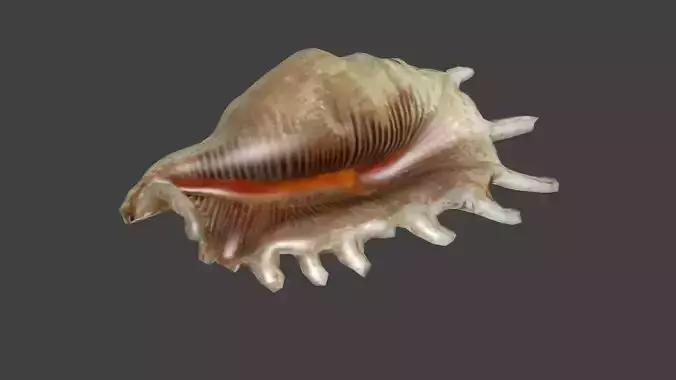 Low Poly Murex Seashell