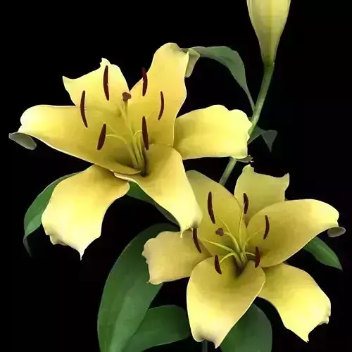 lily yellow 3D model