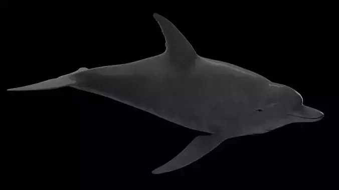 Dolphin Low-poly 3D model