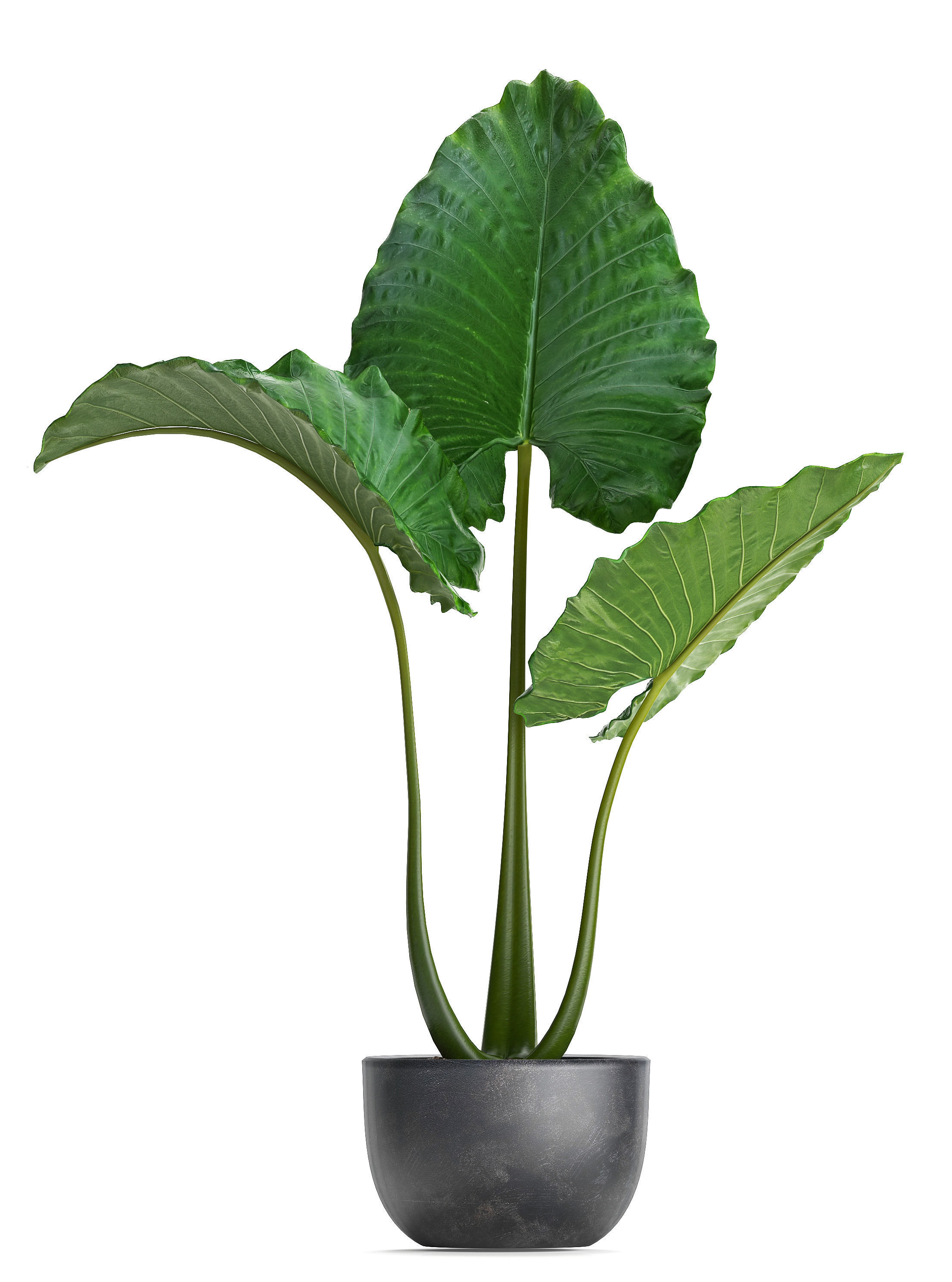 Collection Exotic plants Monstera 3D model_4