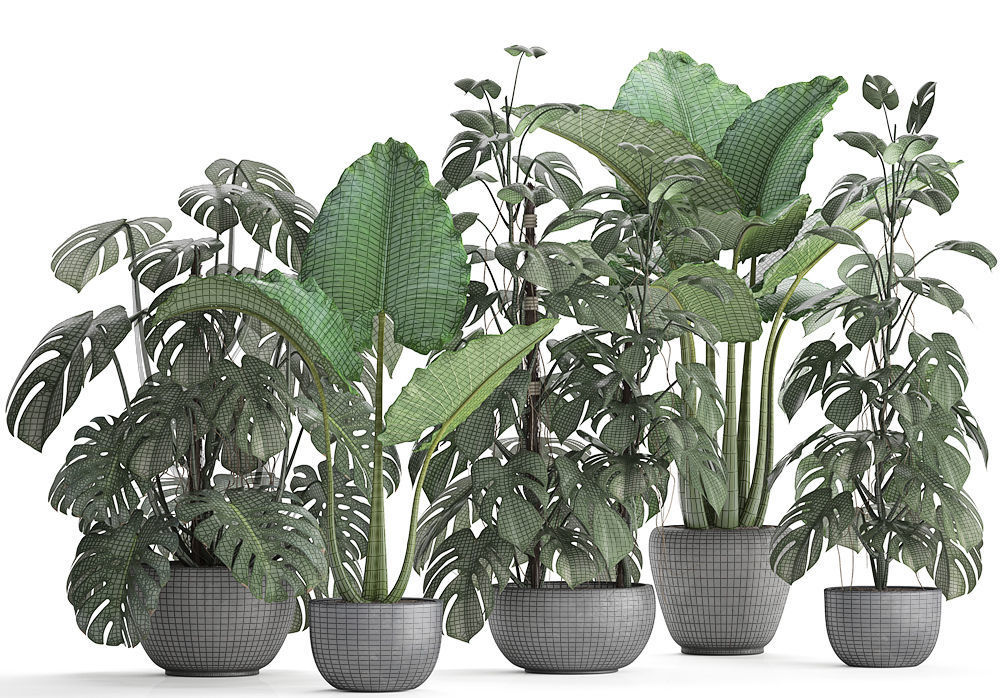 Collection Exotic plants Monstera 3D model_11
