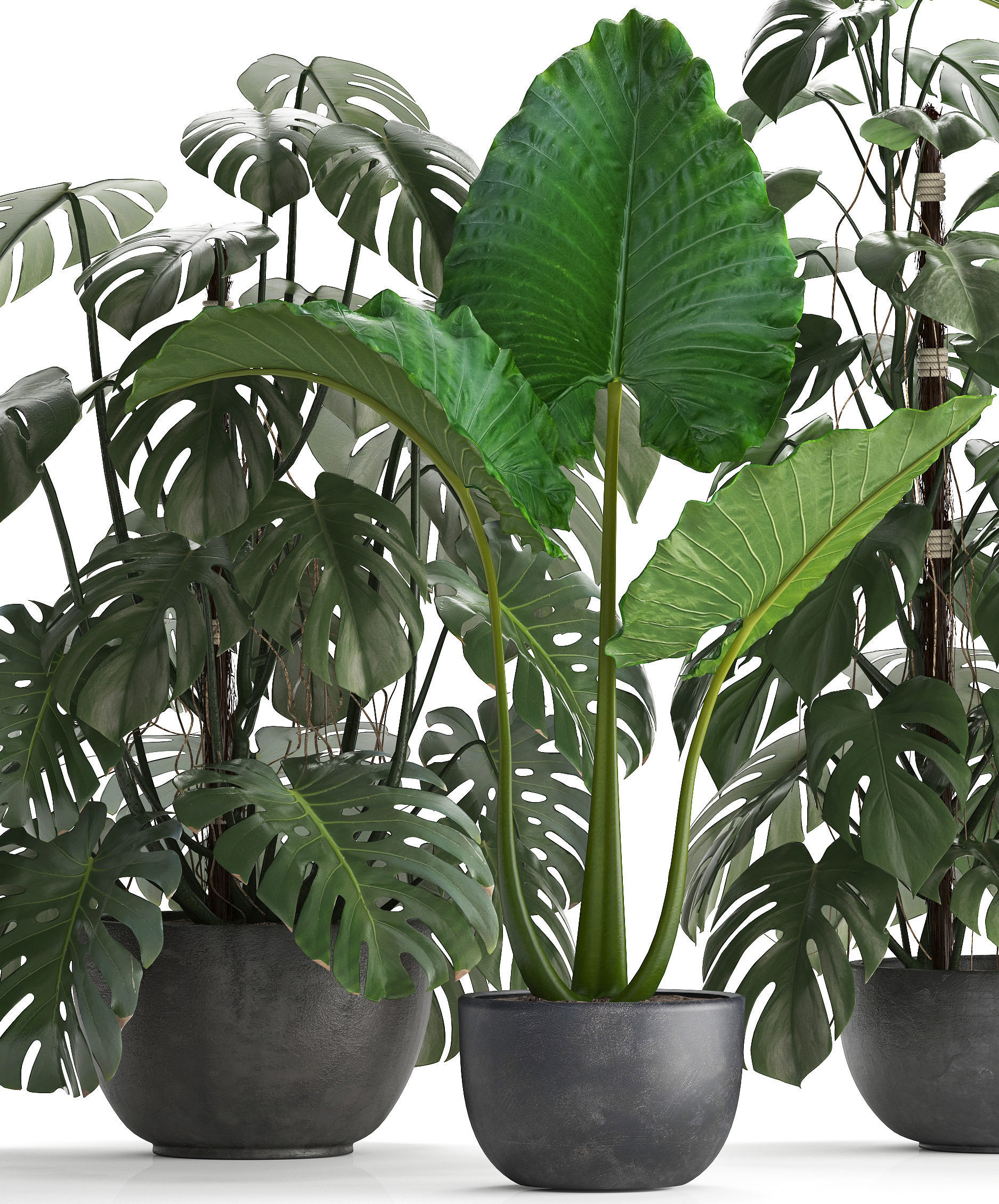 Collection Exotic plants Monstera 3D model_10