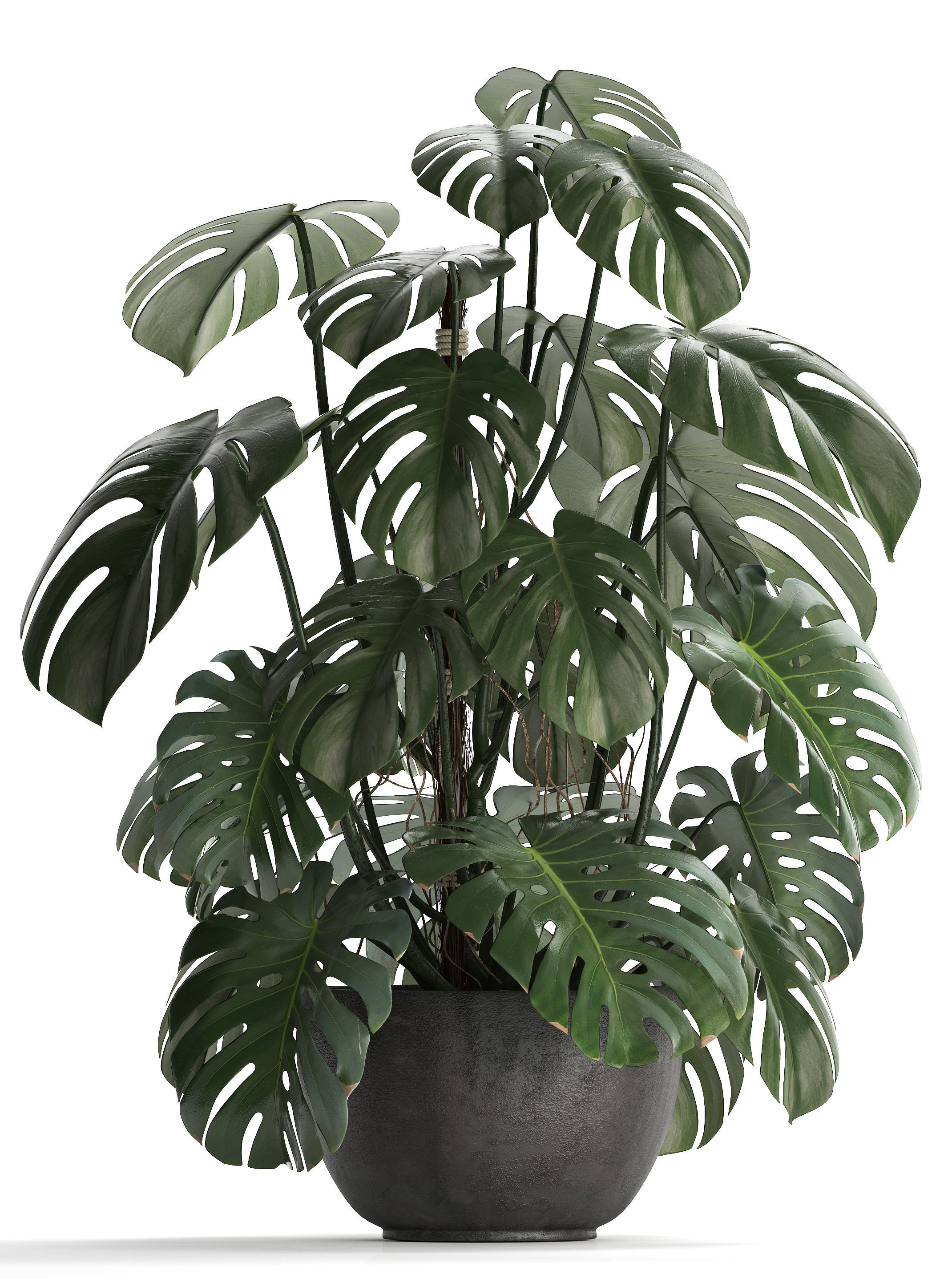 Collection Exotic plants Monstera 3D model_3