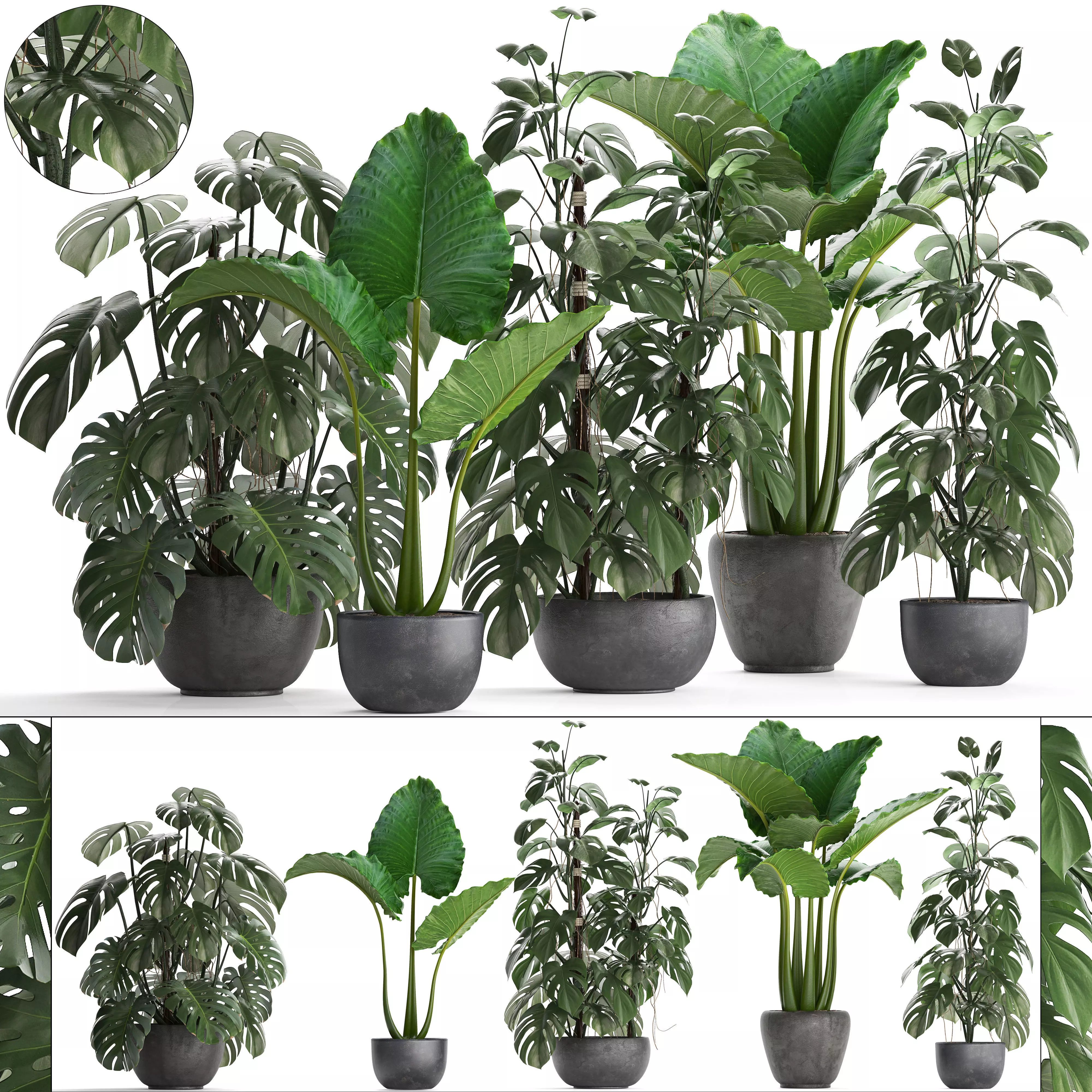 Collection Exotic plants Monstera 3D model_0