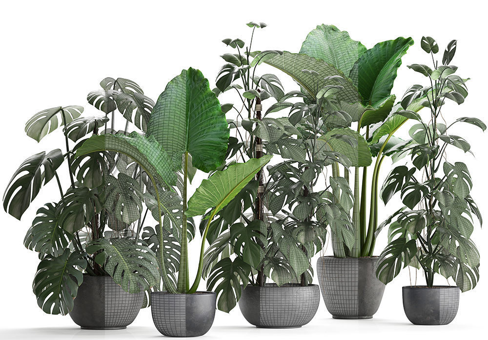 Collection Exotic plants Monstera 3D model_12