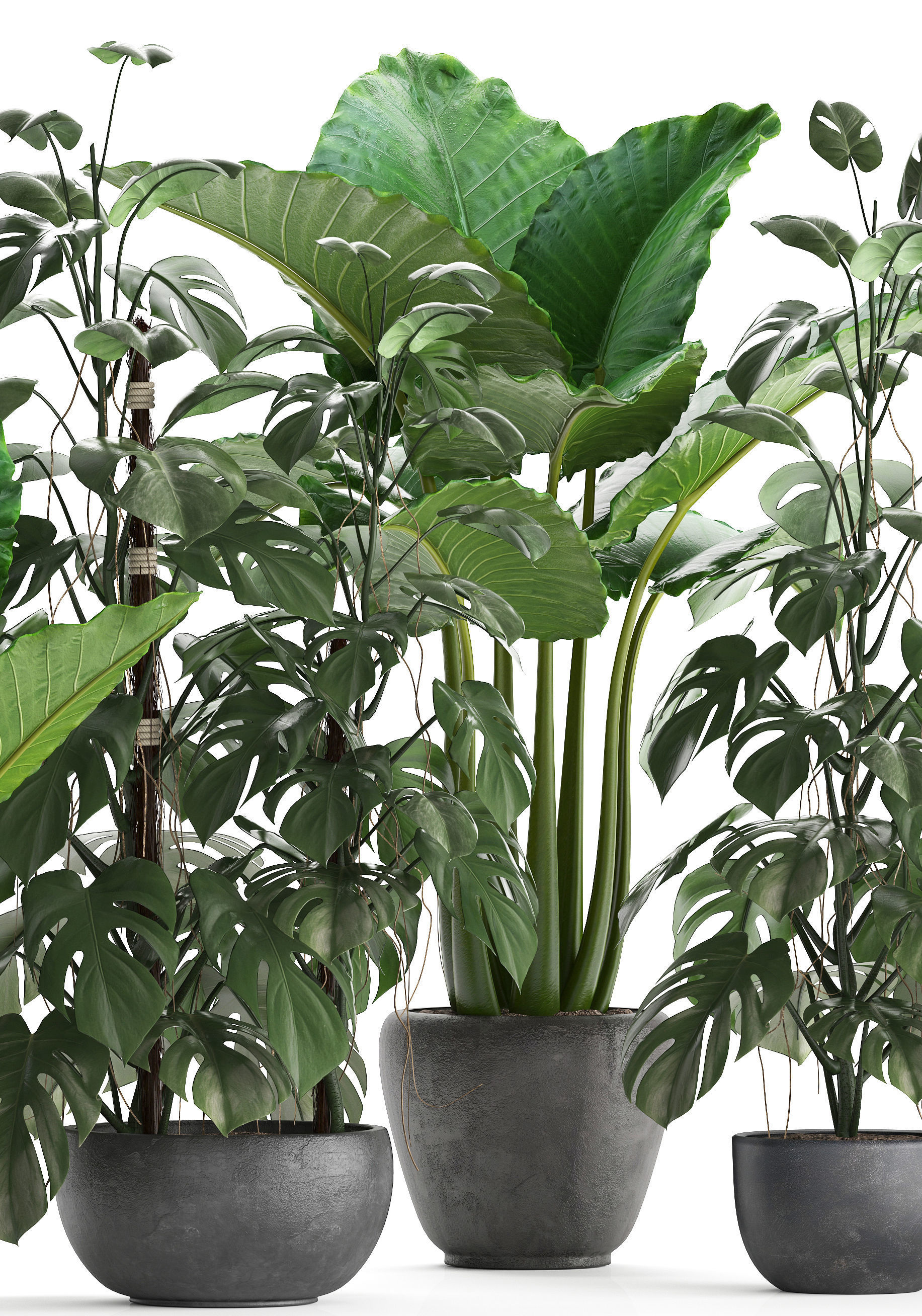 Collection Exotic plants Monstera 3D model_8