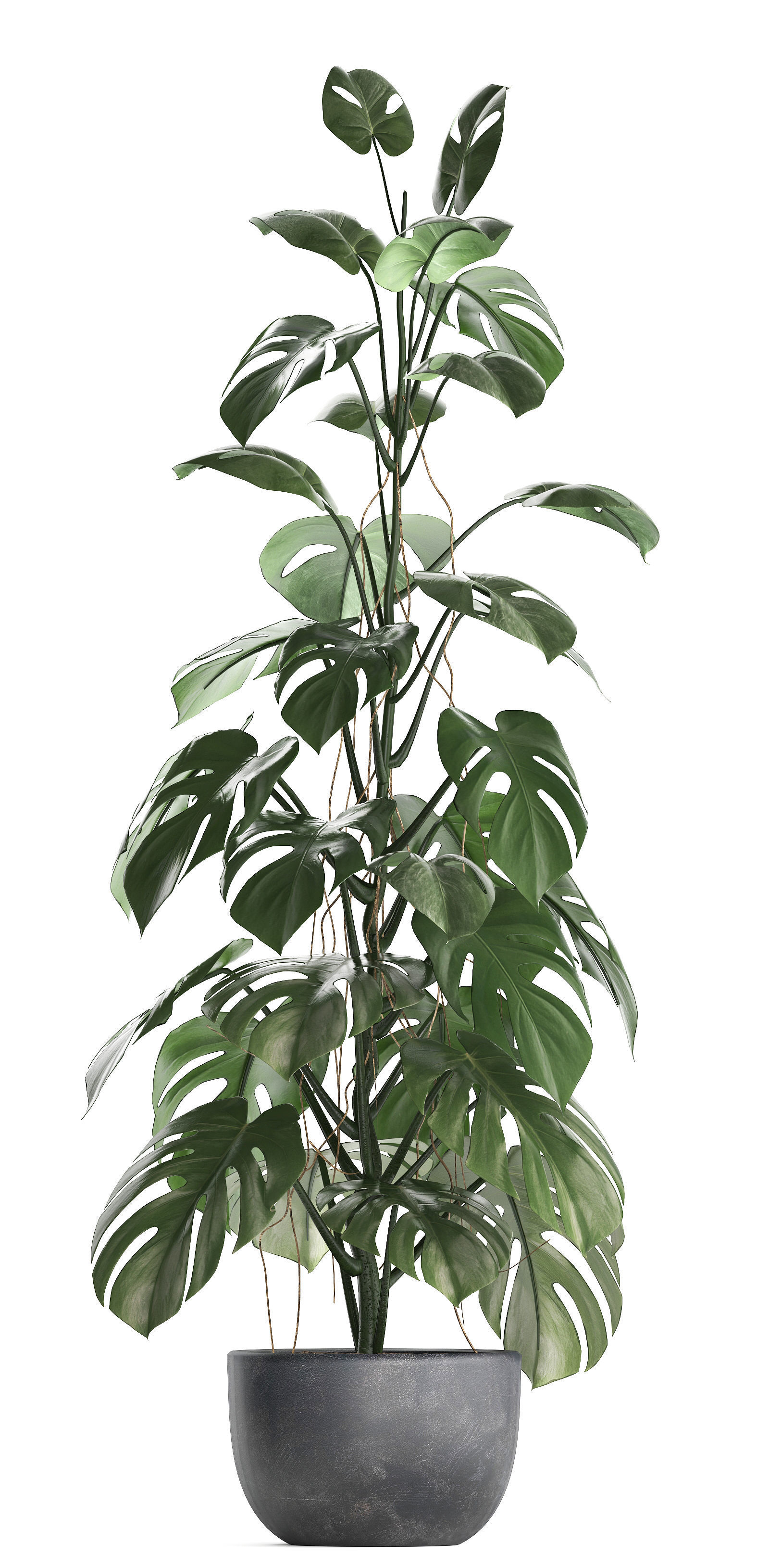 Collection Exotic plants Monstera 3D model_7