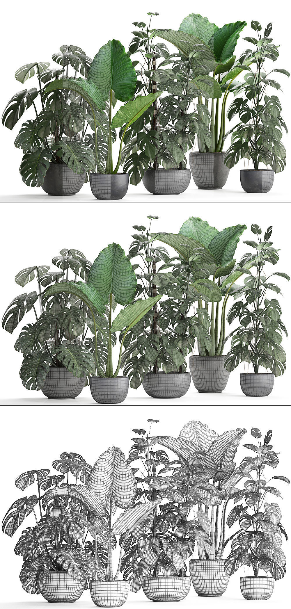 Collection Exotic plants Monstera 3D model_13