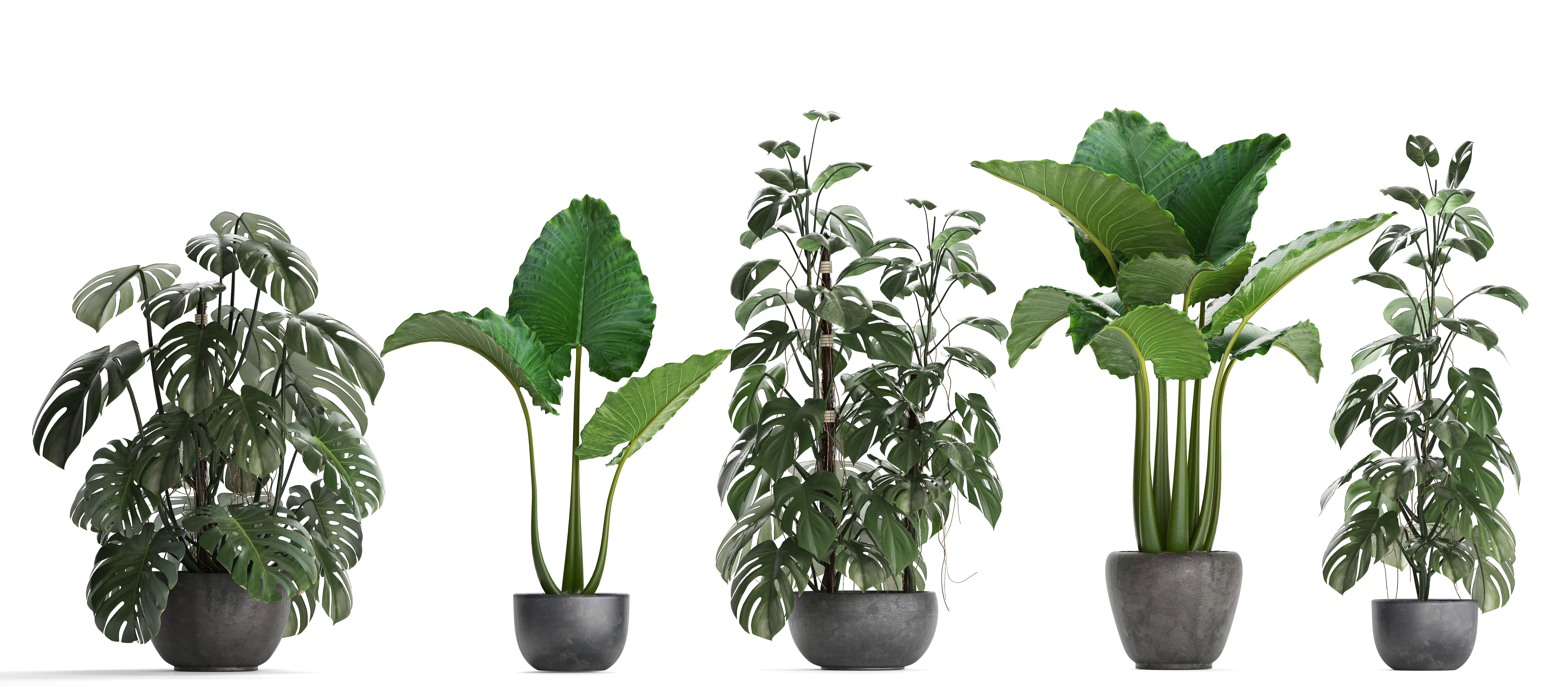 Collection Exotic plants Monstera 3D model_2
