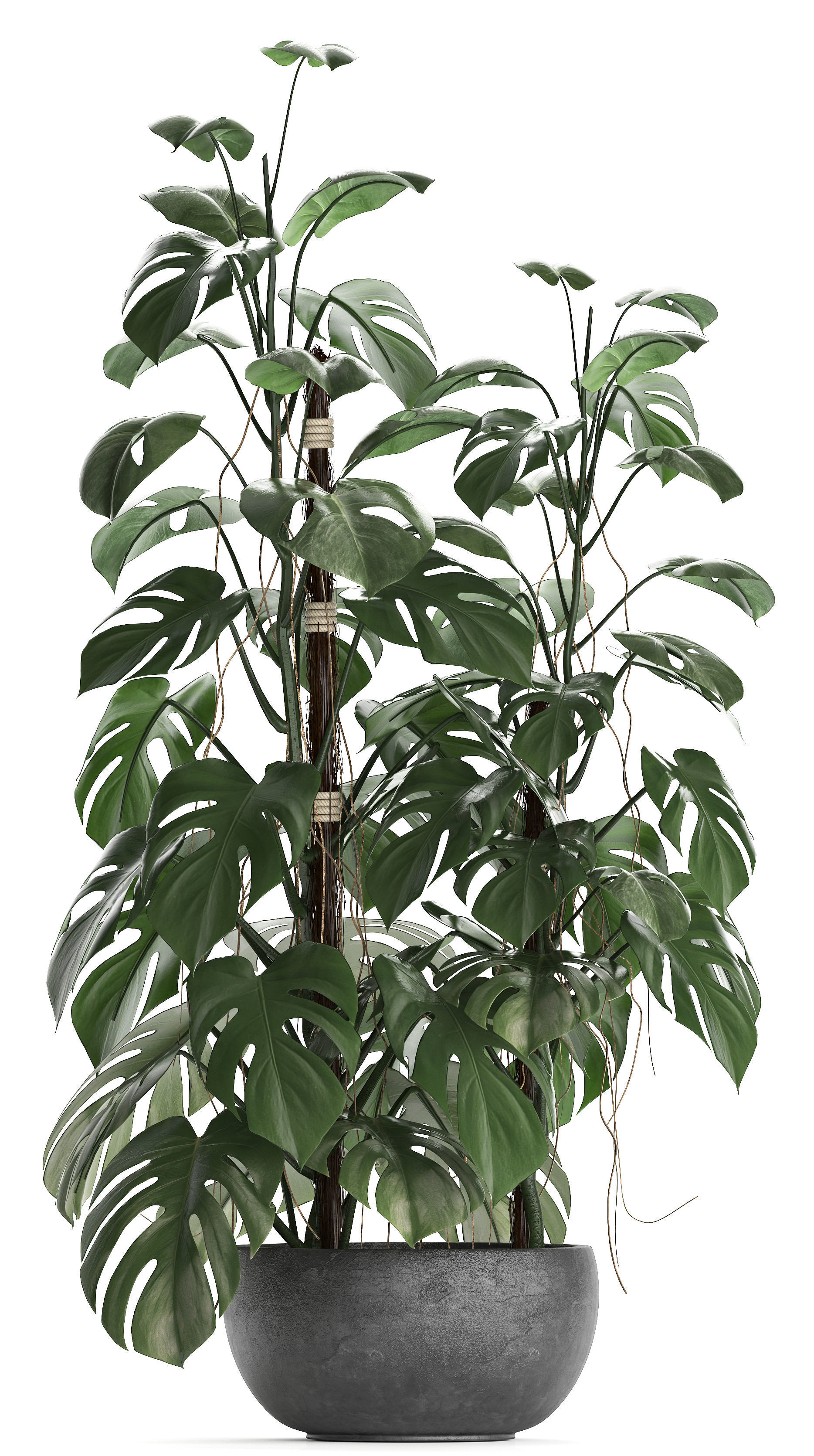 Collection Exotic plants Monstera 3D model_5