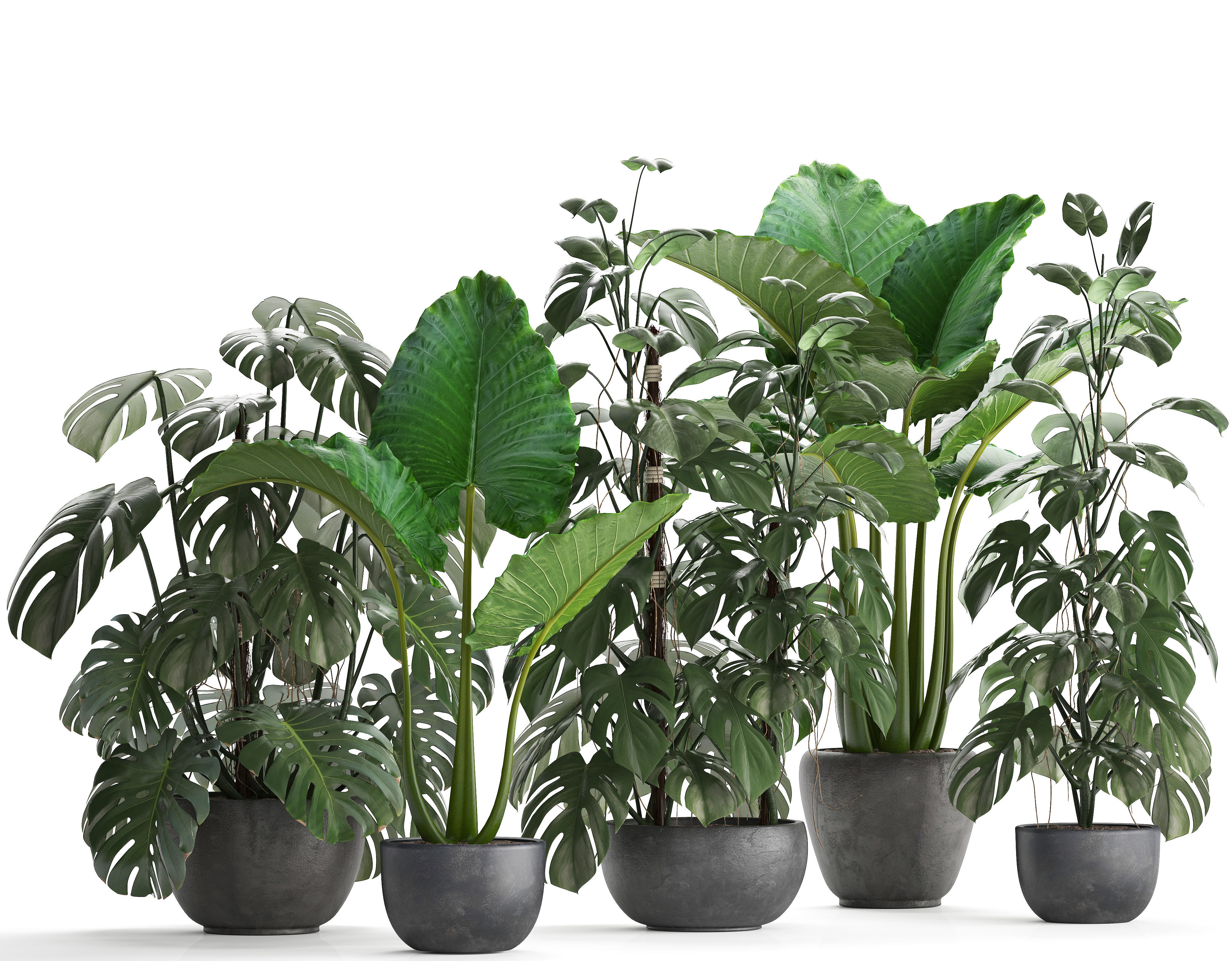 Collection Exotic plants Monstera 3D model_1