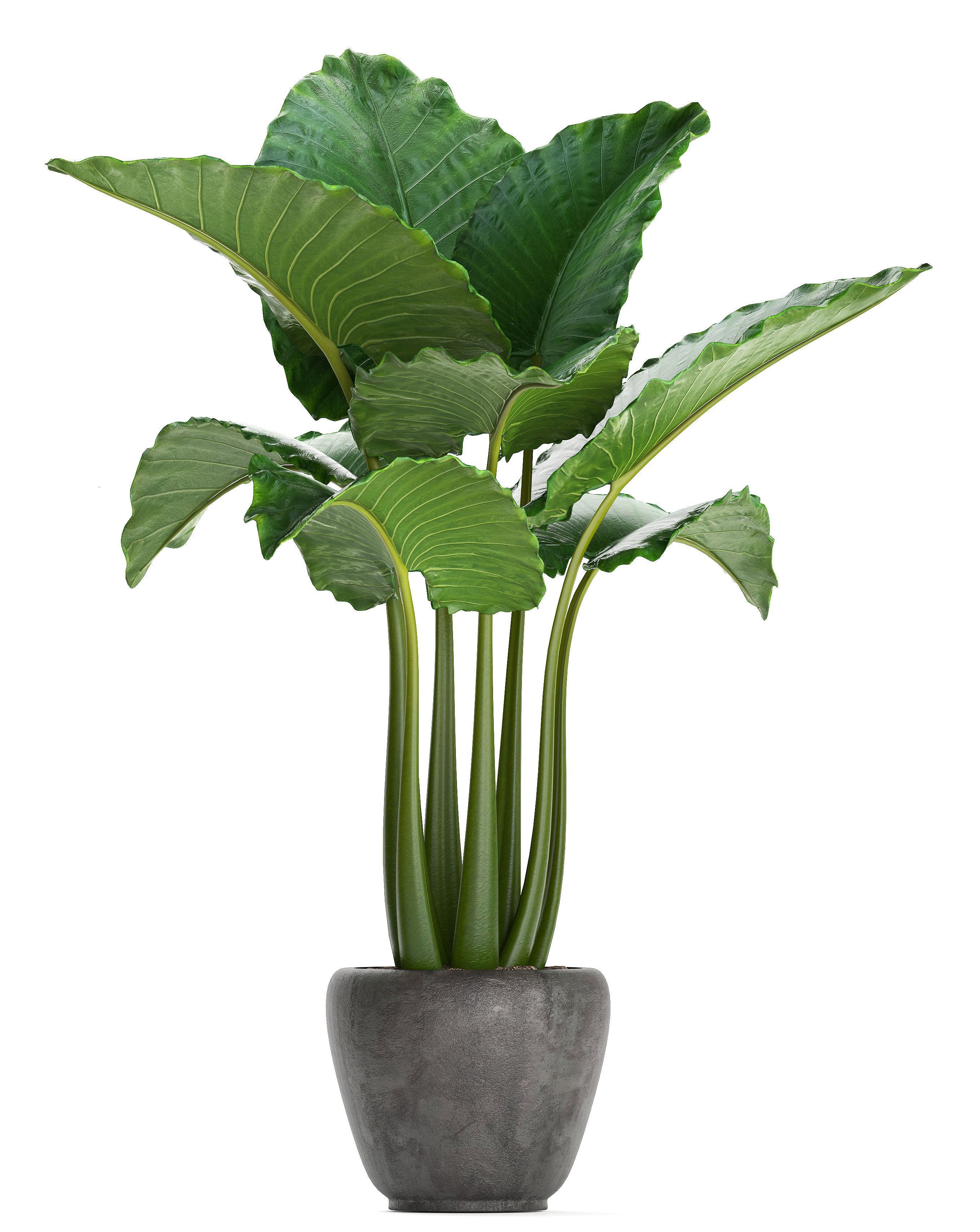 Collection Exotic plants Monstera 3D model_6