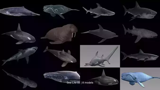 Sea Life 01 3D Model Collection