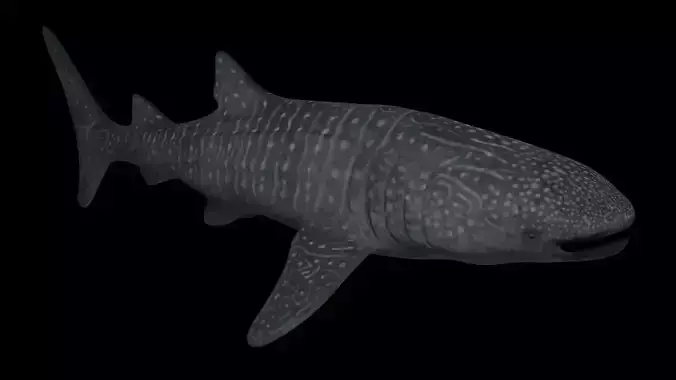 Whale Shark - Rhincodon Typus - Adult Male Low-poly 3D model