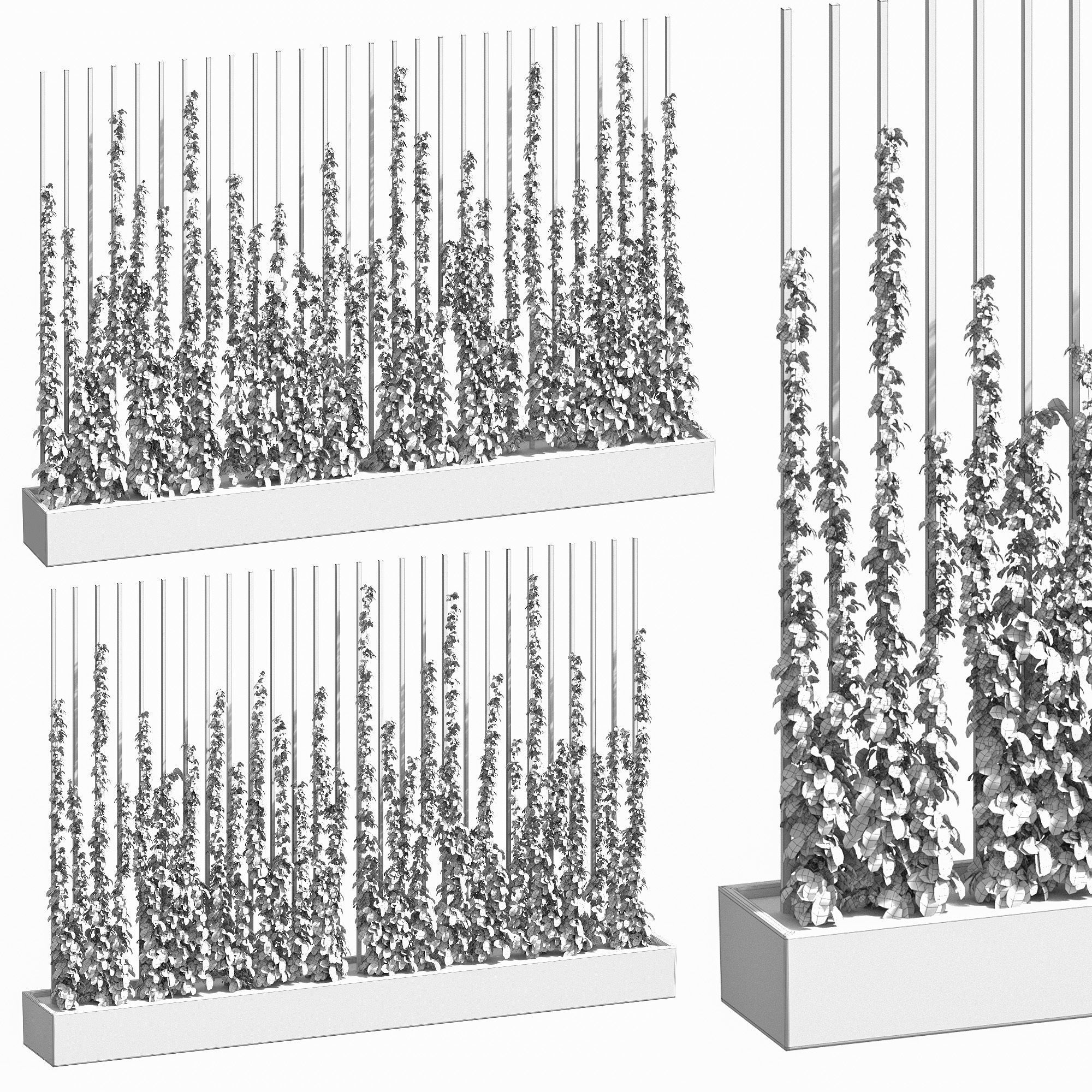 Ivy partition in a rectangular pot - 2 models 3D model_1