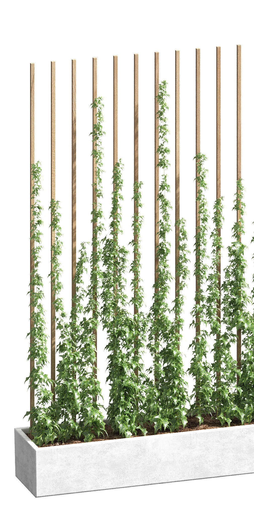 Ivy partition in a rectangular pot - 2 models 3D model_3