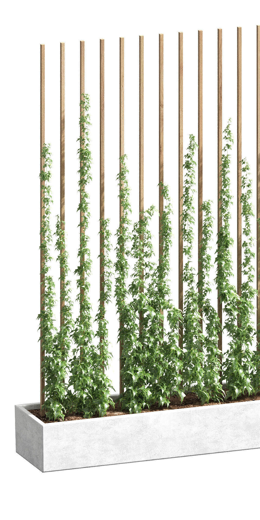 Ivy partition in a rectangular pot - 2 models 3D model_4