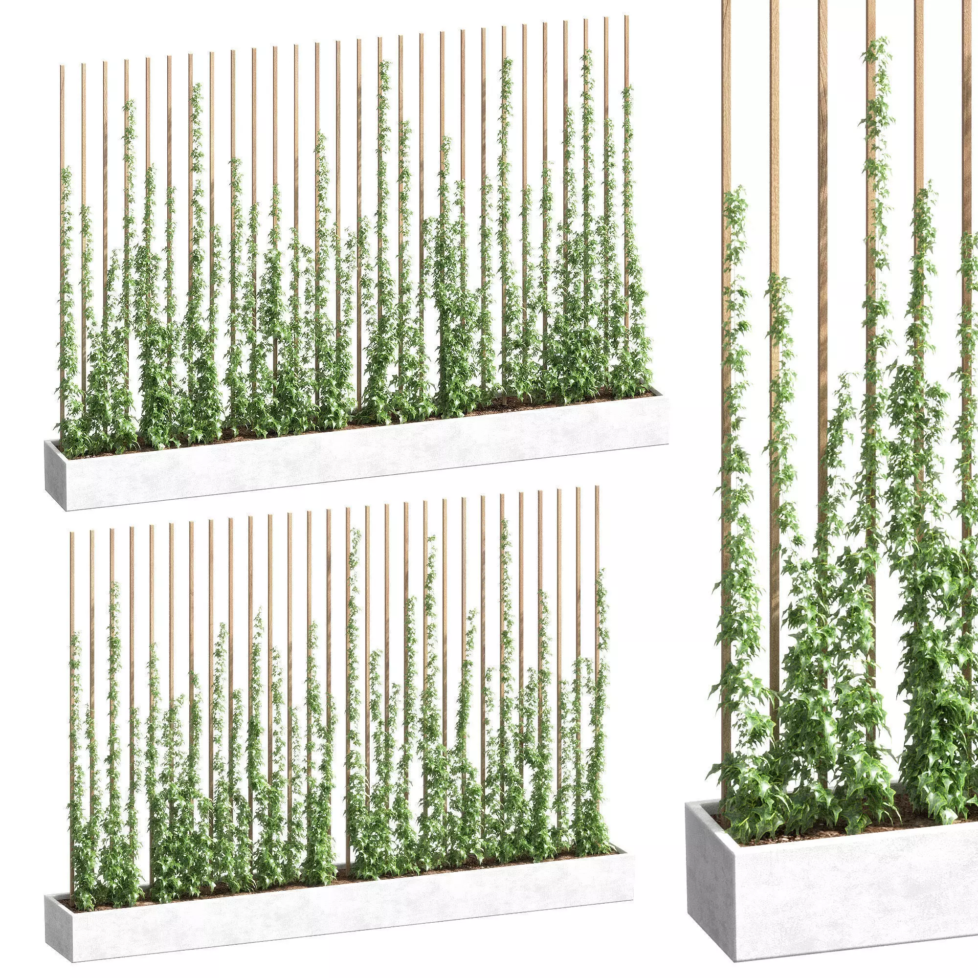 Ivy partition in a rectangular pot - 2 models 3D model_0