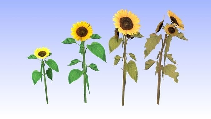 Sunflowers set lowpoly four Free low-poly 3D model