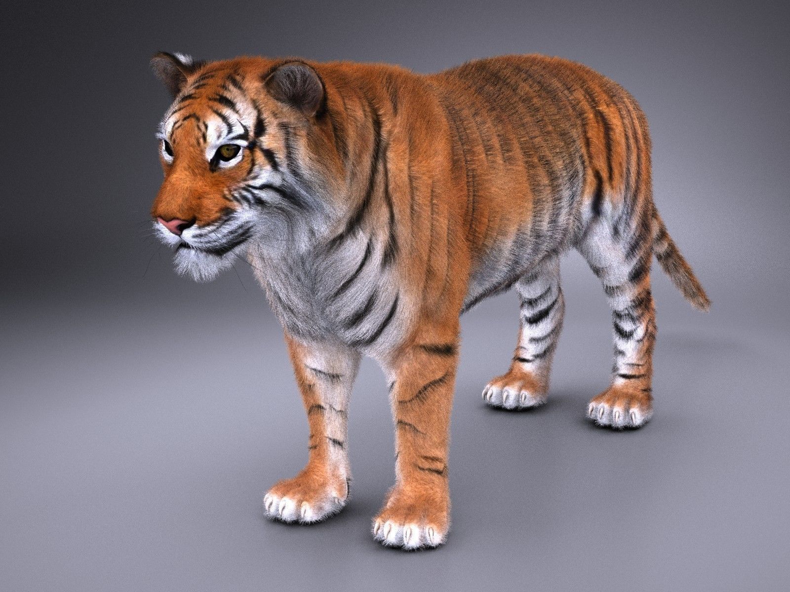 Sumatran Tiger for 3dsmax 3D model_7
