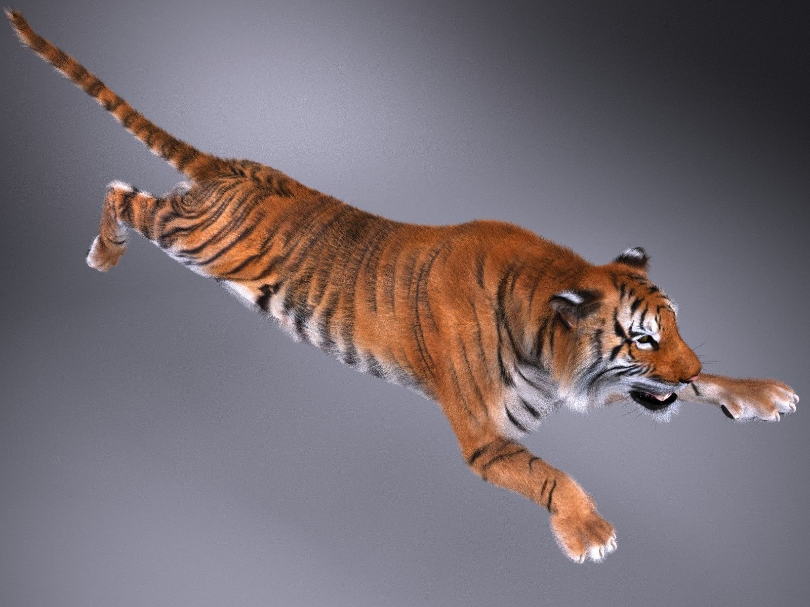 Sumatran Tiger for 3dsmax 3D model_13