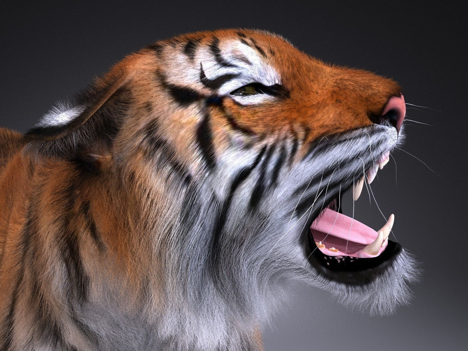 Sumatran Tiger for 3dsmax 3D model_2