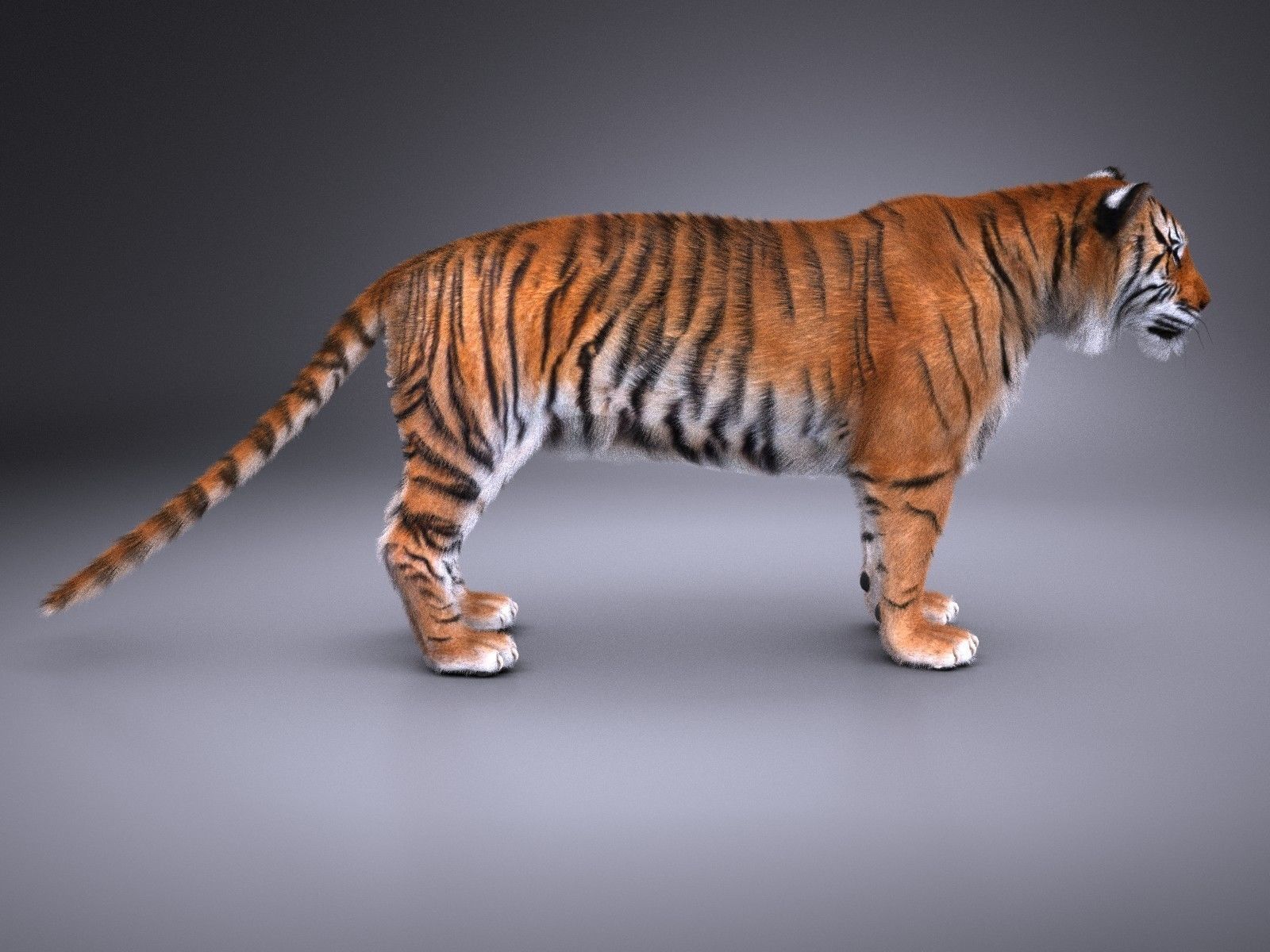 Sumatran Tiger for 3dsmax 3D model_9