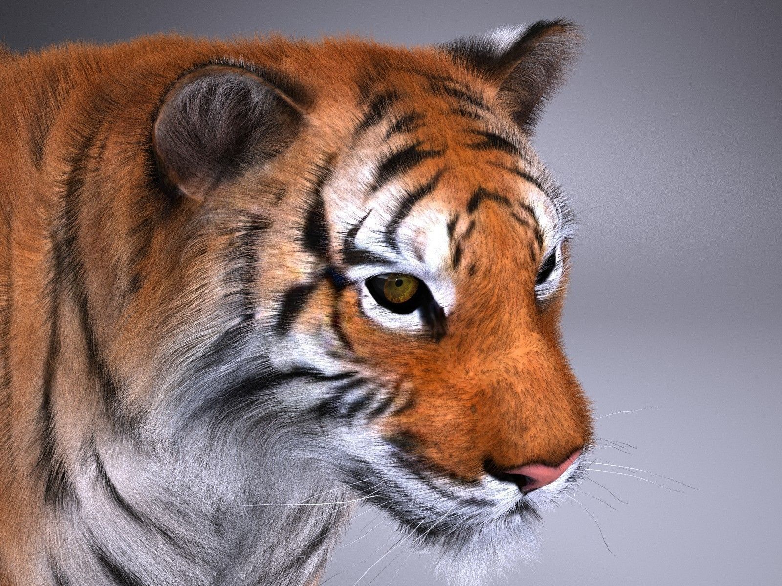 Sumatran Tiger for 3dsmax 3D model_12