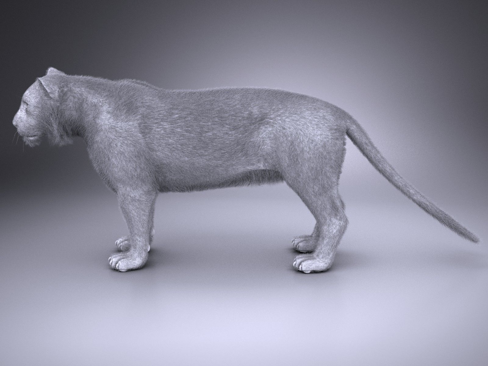 Sumatran Tiger for 3dsmax 3D model_18