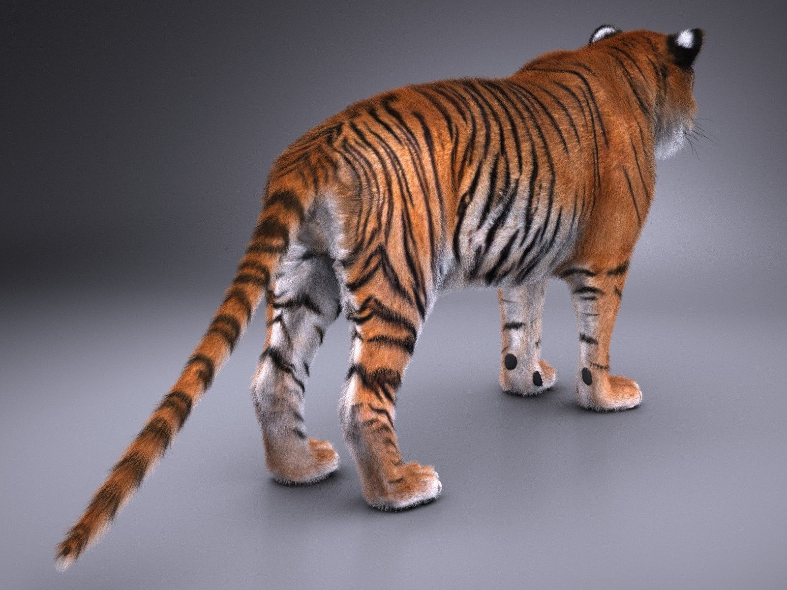 Sumatran Tiger for 3dsmax 3D model_8