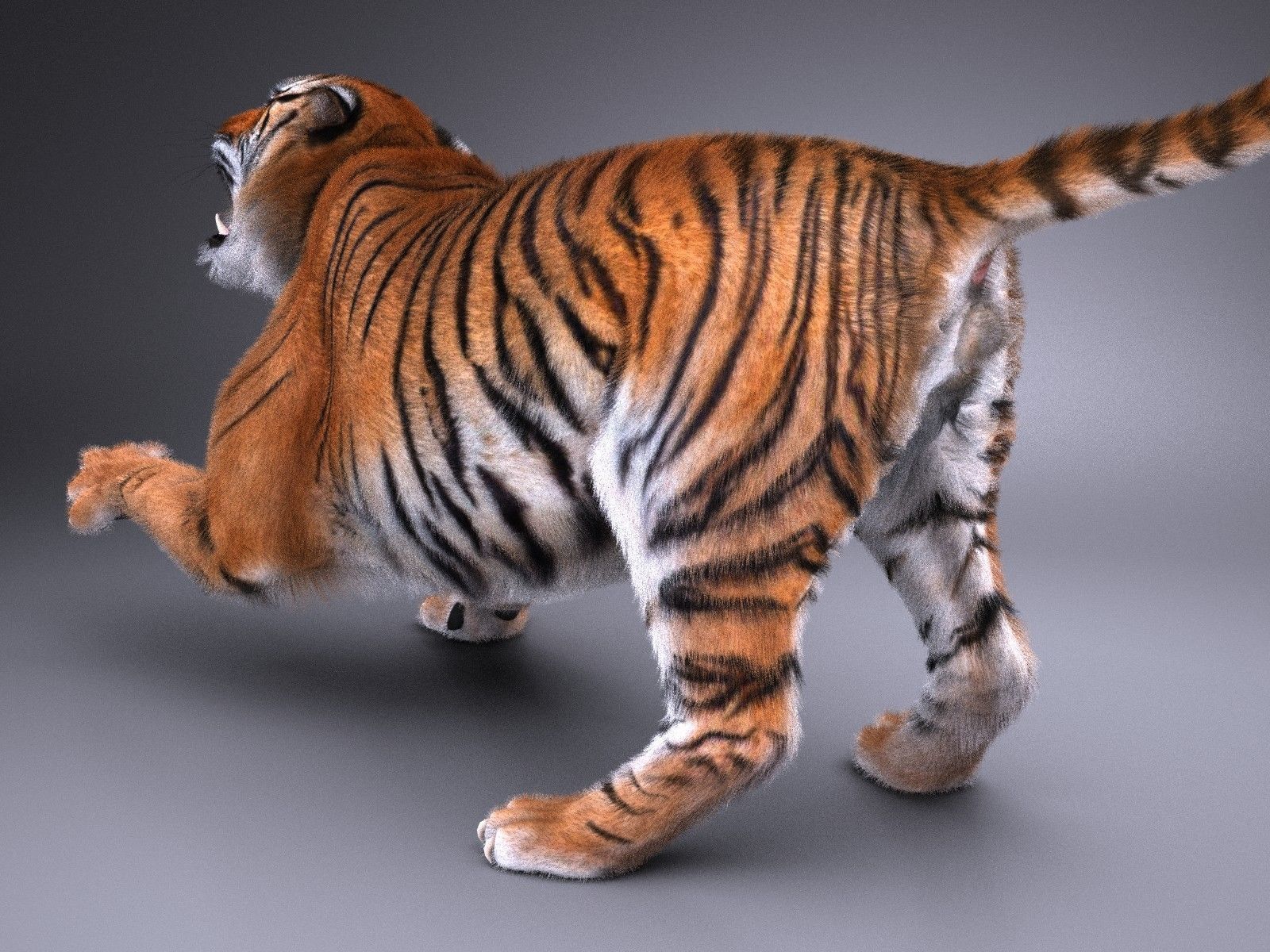 Sumatran Tiger for 3dsmax 3D model_5