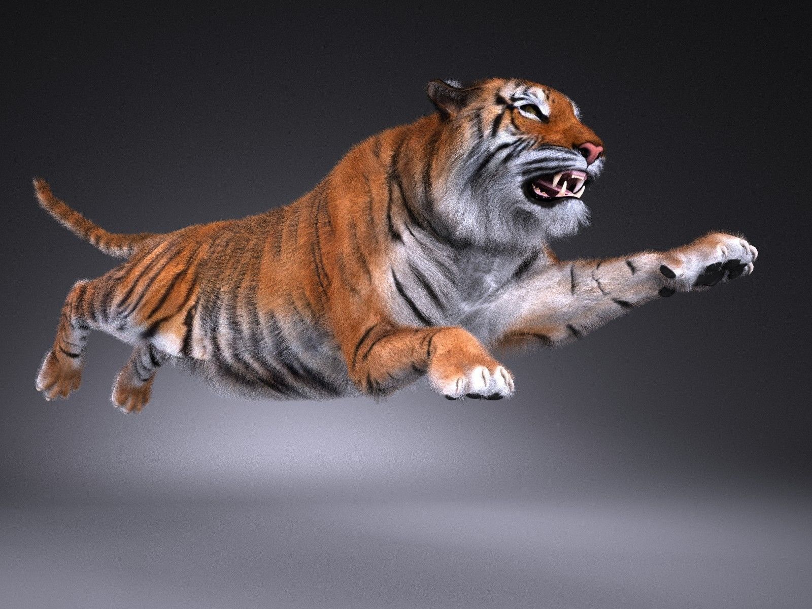 Sumatran Tiger for 3dsmax 3D model_3
