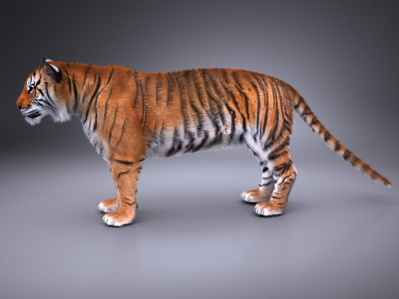 Sumatran Tiger for 3dsmax 3D model_6