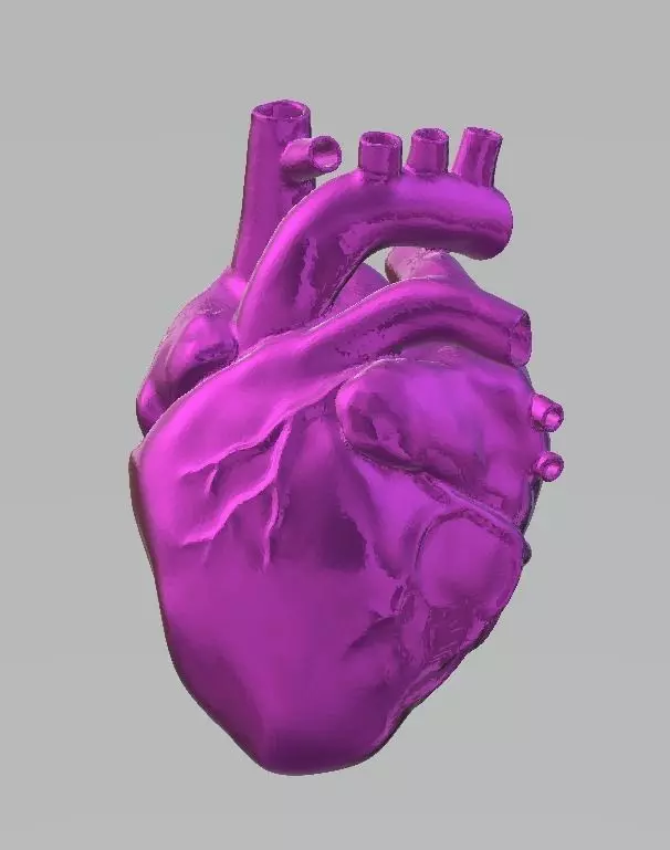 anatomical-heart human heart 3D print model