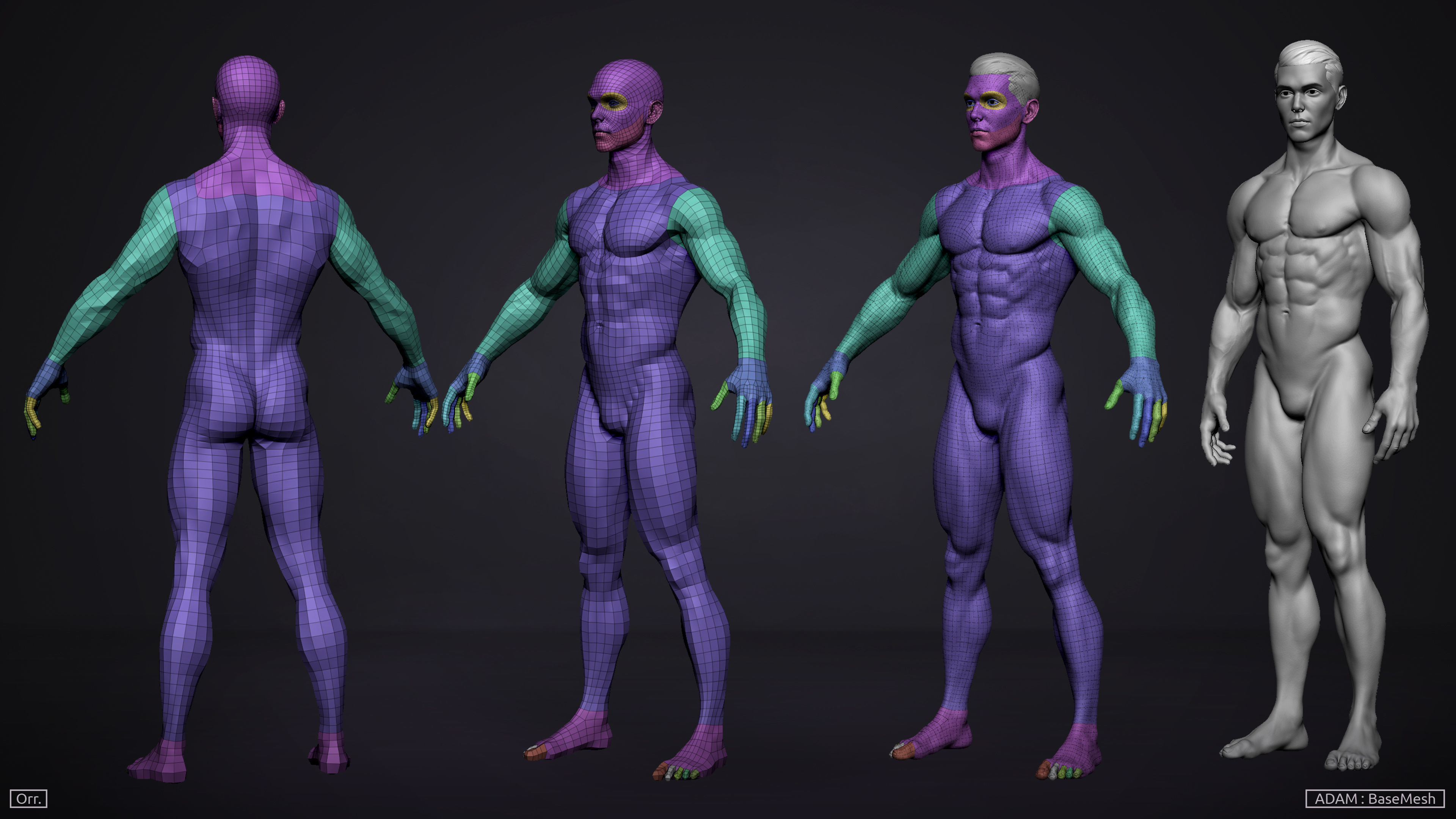 Male BaseMesh - Adam 3D model_4