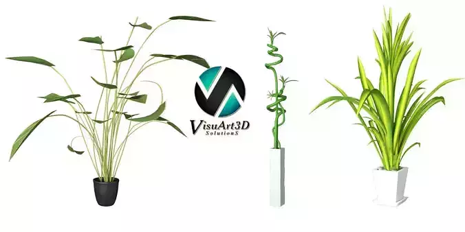 Houseplant collection 4 plant in pot