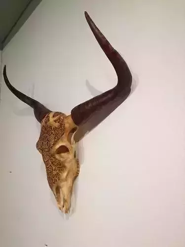 Life Size Bull Skull 3D print model