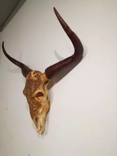 Life Size Bull Skull 3D print model_0