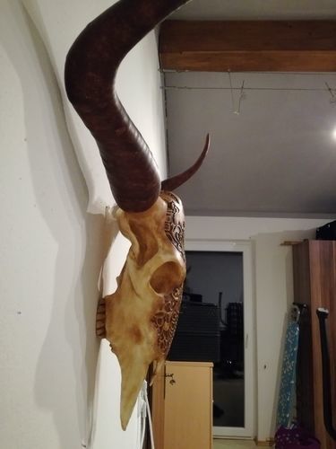 Life Size Bull Skull 3D print model_3