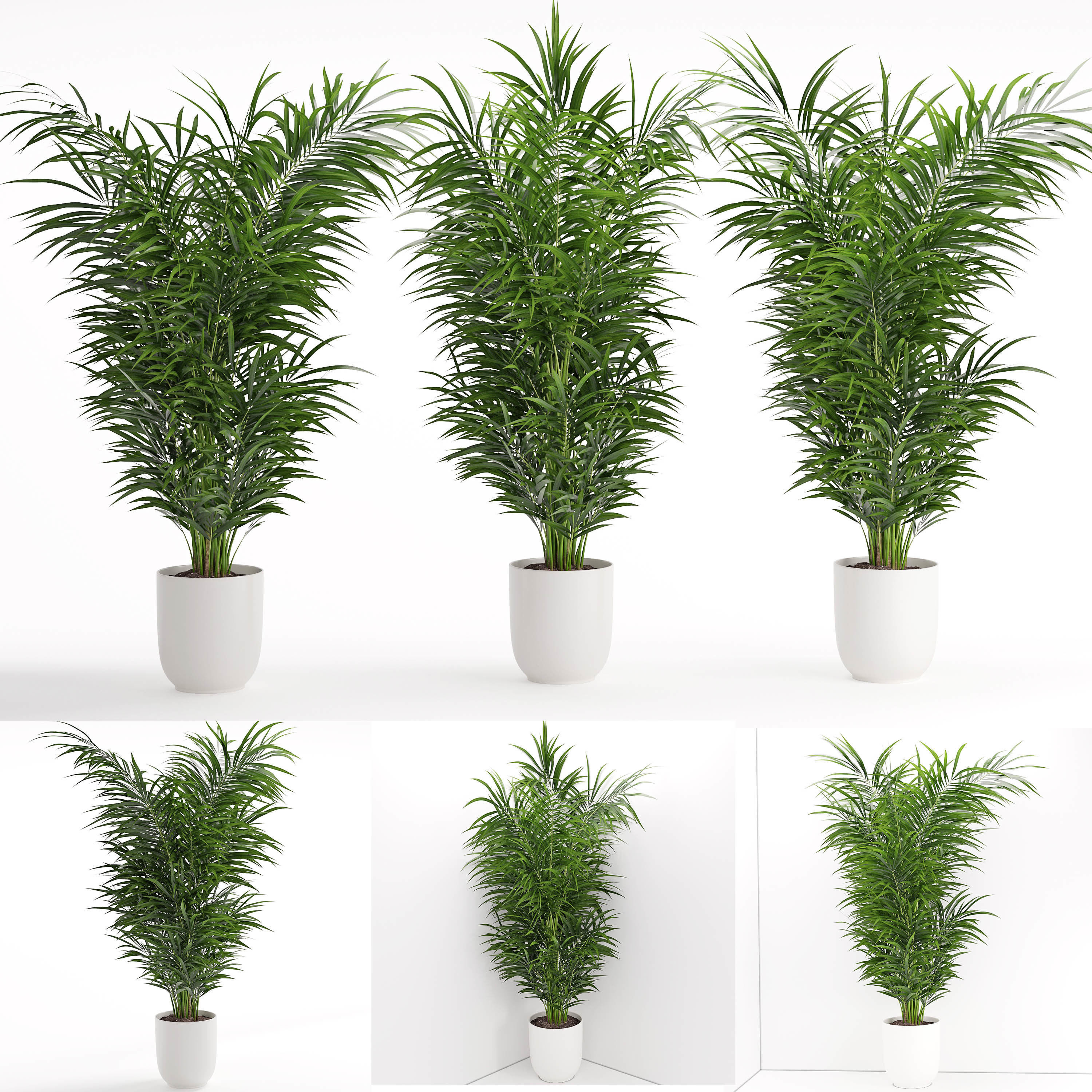 Houseplant 32  wall Collisions 3D model_1