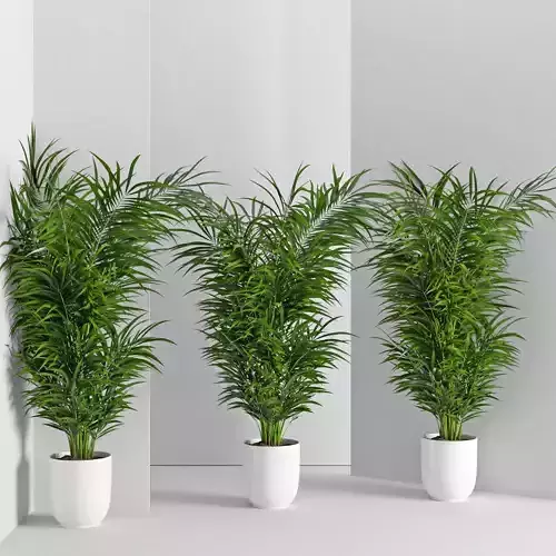 Houseplant 32  wall Collisions 3D model