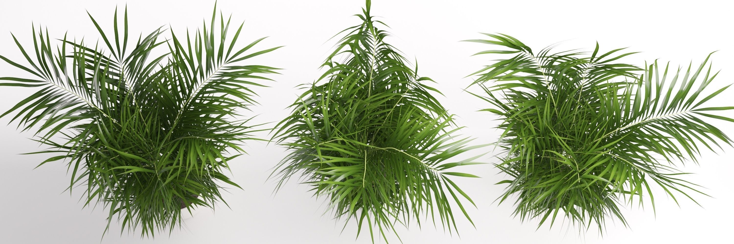 Houseplant 32  wall Collisions 3D model_2