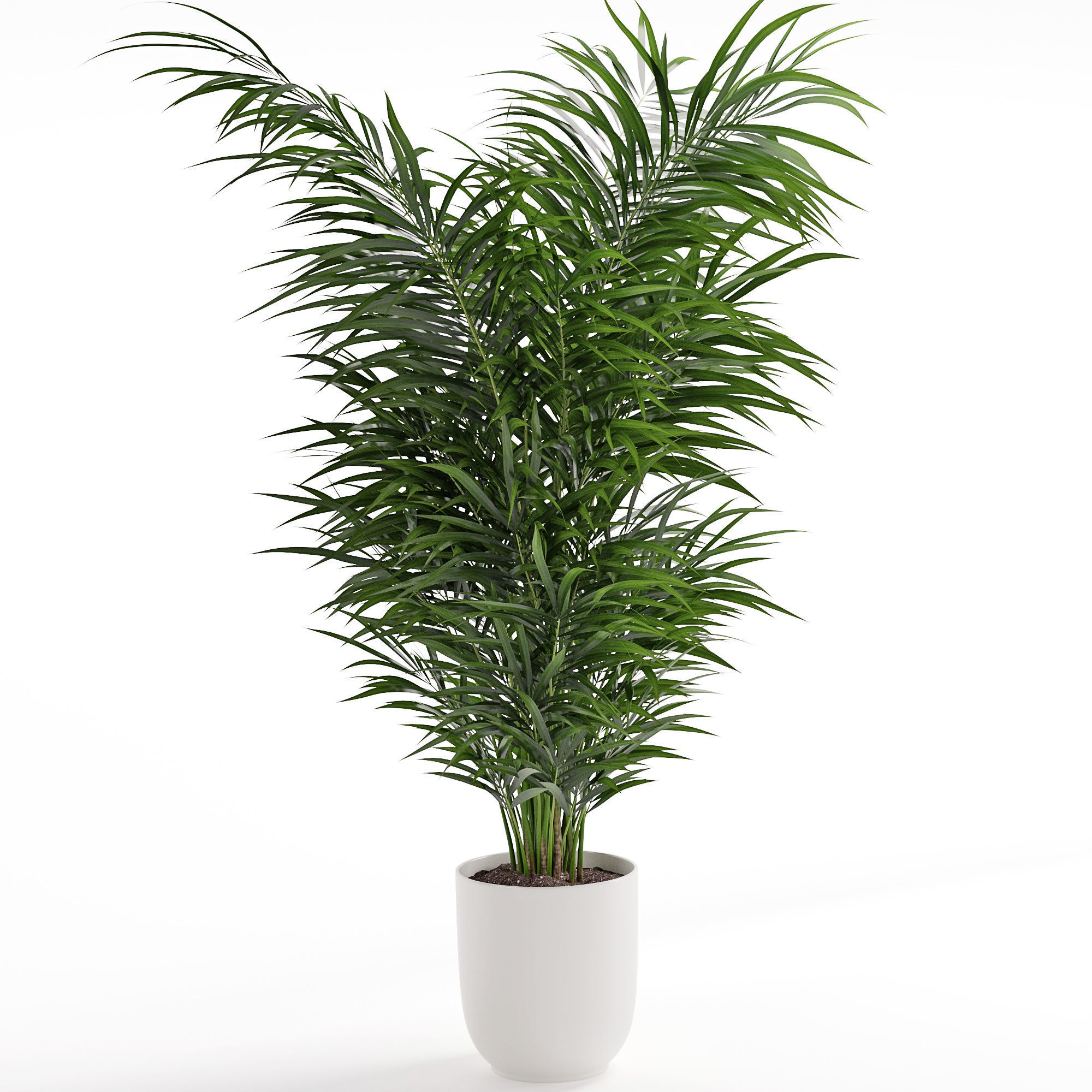 Houseplant 32  wall Collisions 3D model_3