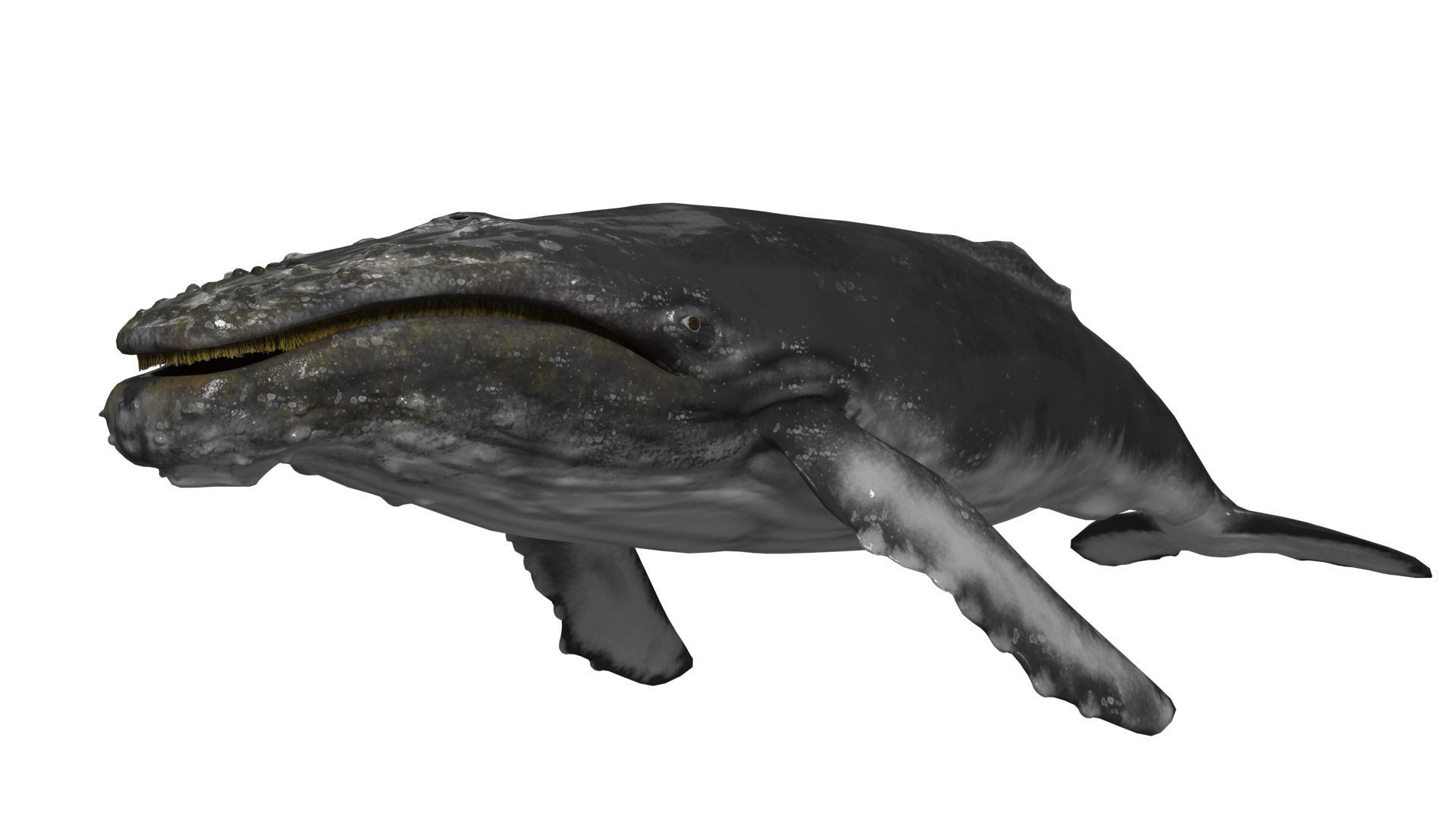 humpback whale Low-poly 3D model_3