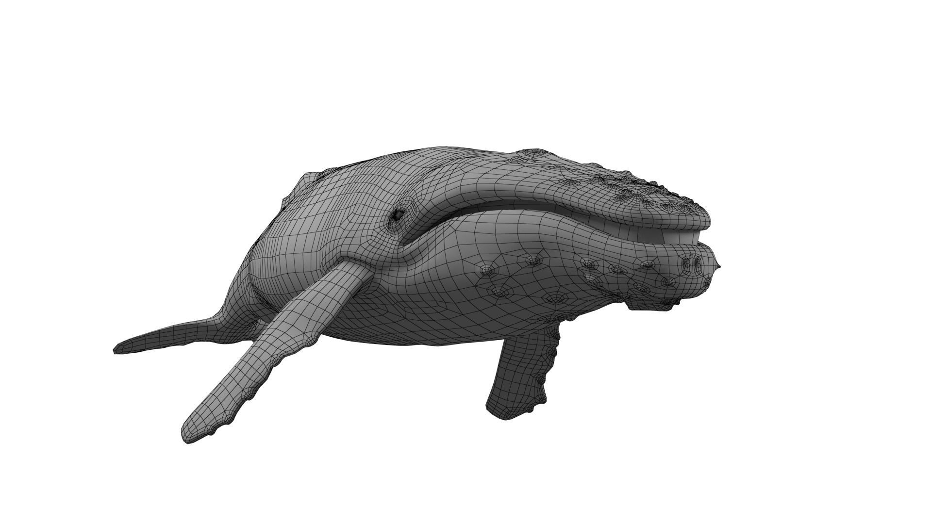 humpback whale Low-poly 3D model_10