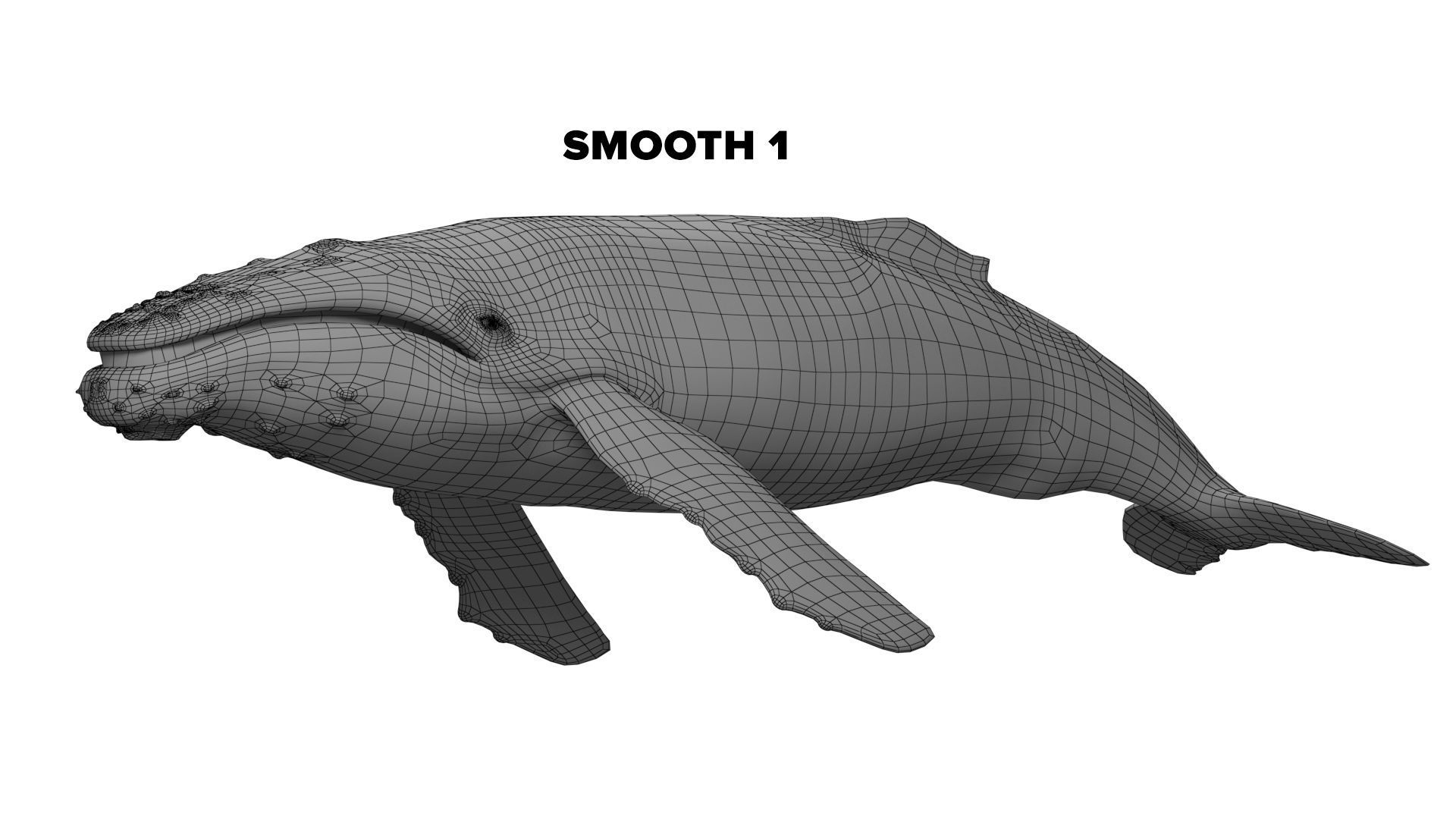 humpback whale Low-poly 3D model_8