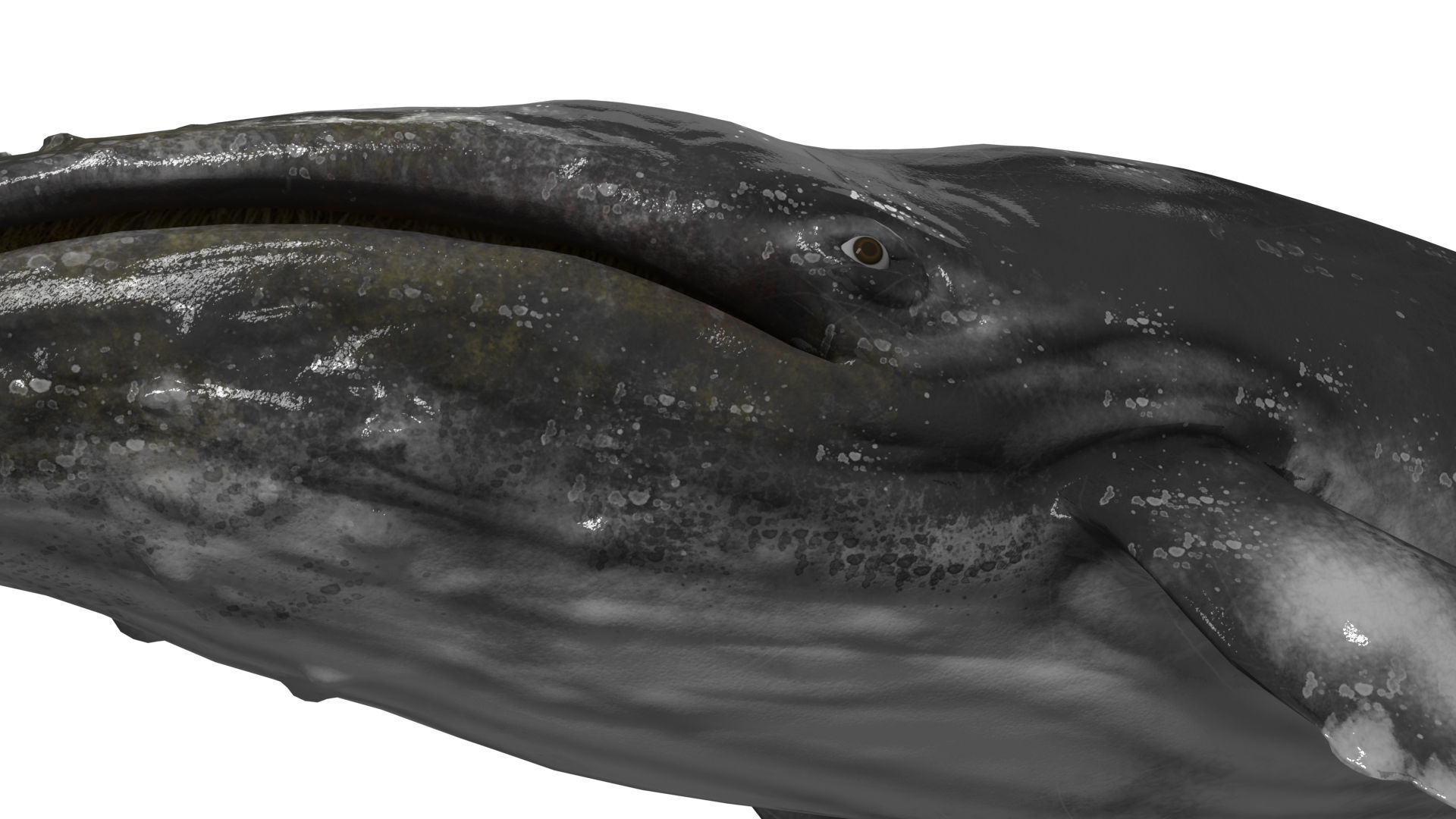 humpback whale Low-poly 3D model_12