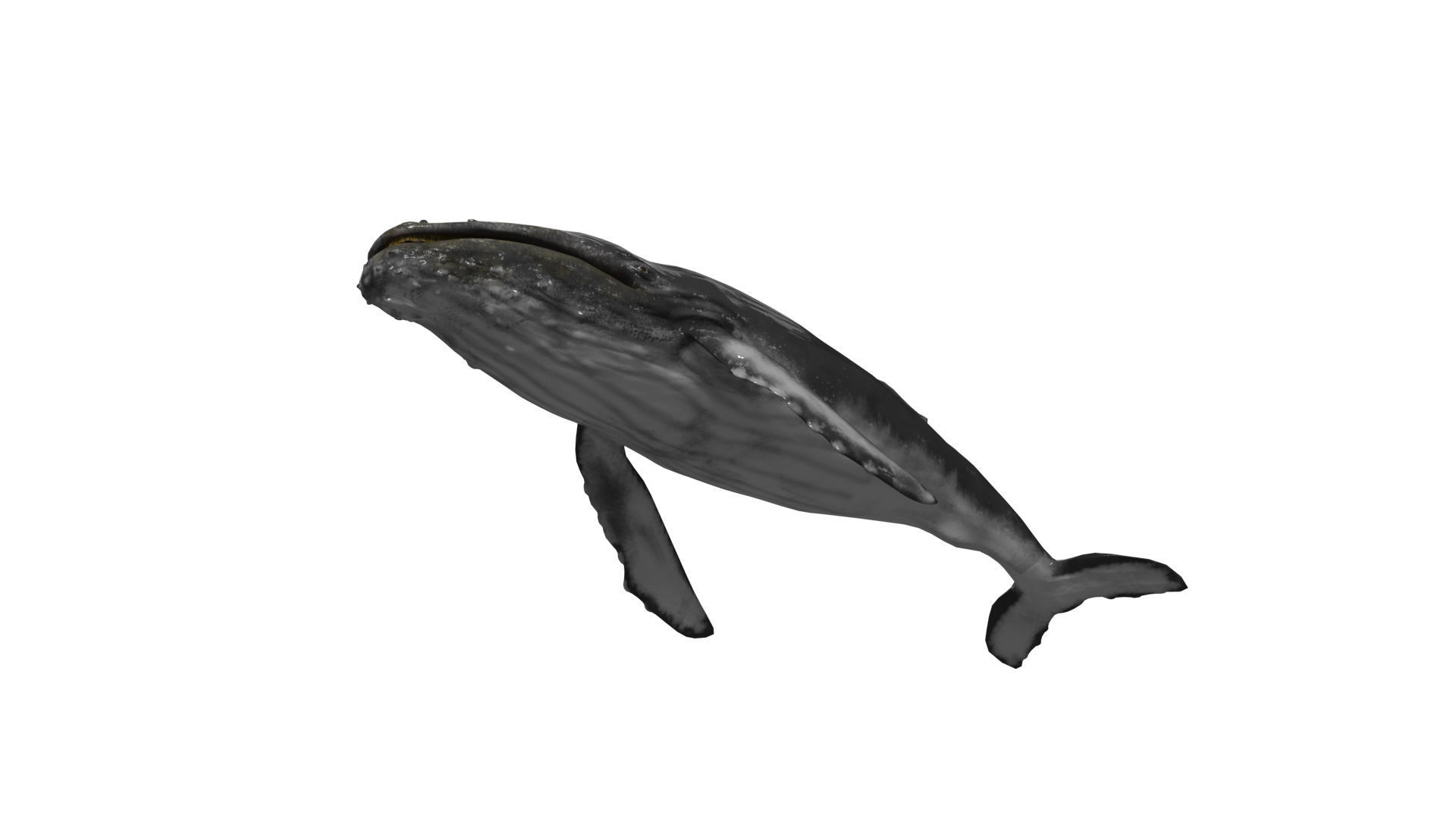 humpback whale Low-poly 3D model_14